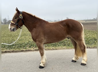 Nórico, Caballo castrado, 5 años, 162 cm, Alazán