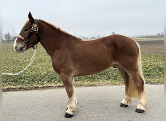 Nórico, Caballo castrado, 5 años, 162 cm, Alazán