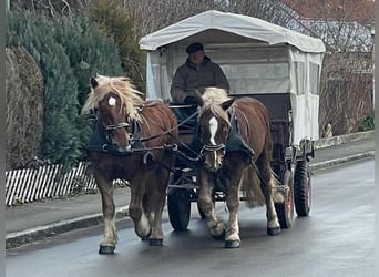 Nórico, Caballo castrado, 5 años, 162 cm, Alazán