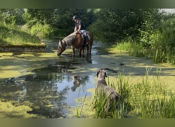 Nórico, Caballo castrado, 5 años, 163 cm, Alazán