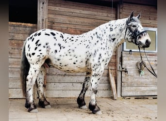 Nórico, Caballo castrado, 5 años, 163 cm, Atigrado/Moteado