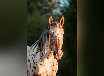 Nórico, Caballo castrado, 5 años, 165 cm, Atigrado/Moteado