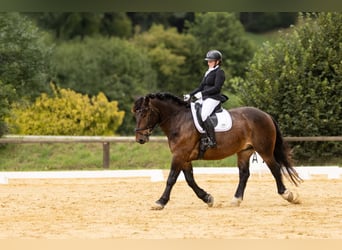 Nórico, Caballo castrado, 5 años, 165 cm, Castaño