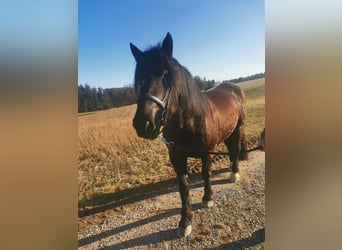 Nórico, Caballo castrado, 5 años, 168 cm, Negro