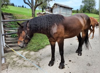 Nórico, Caballo castrado, 5 años, 170 cm, Castaño