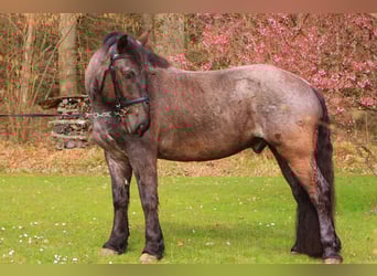 Nórico, Caballo castrado, 5 años, 175 cm, Ruano azulado