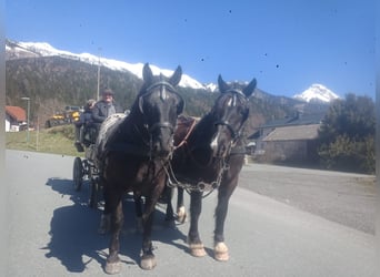 Nórico, Caballo castrado, 5 años, Atigrado/Moteado