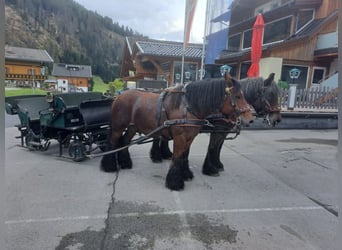 Nórico, Caballo castrado, 5 años