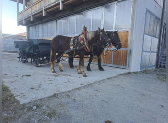 Nórico, Caballo castrado, 5 años