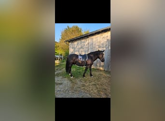 Nórico, Caballo castrado, 6 años, 165 cm, Negro