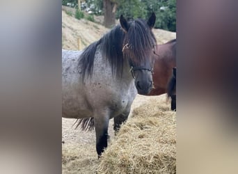 Nórico, Caballo castrado, 6 años, 165 cm, Tordillo negro