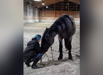 Nórico, Caballo castrado, 6 años, 165 cm, Tordillo negro