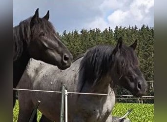 Nórico, Caballo castrado, 6 años, 165 cm, Tordillo negro