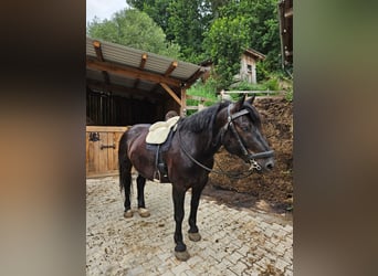 Nórico, Caballo castrado, 6 años, 167 cm, Negro