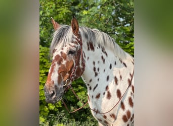 Nórico, Caballo castrado, 6 años, 168 cm, Atigrado/Moteado