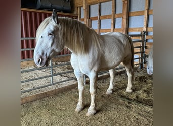 Nórico, Caballo castrado, 6 años, 170 cm, Atigrado/Moteado