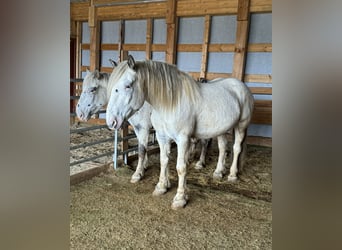 Nórico, Caballo castrado, 6 años, 170 cm, Atigrado/Moteado