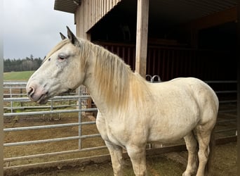 Nórico, Caballo castrado, 6 años, 170 cm, Atigrado/Moteado