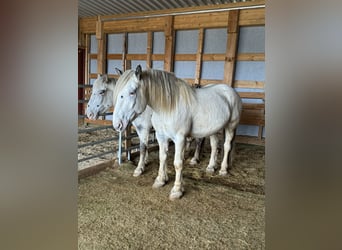 Nórico, Caballo castrado, 6 años, 170 cm, Atigrado/Moteado