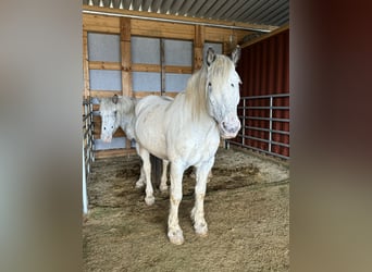 Nórico, Caballo castrado, 6 años, 170 cm, Atigrado/Moteado