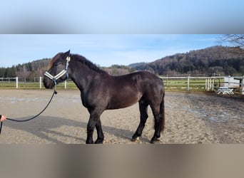 Nórico, Caballo castrado, 6 años, 170 cm, Negro