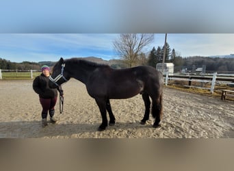 Nórico, Caballo castrado, 6 años, 170 cm, Negro