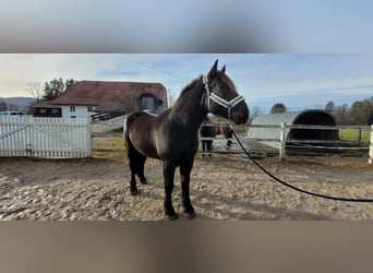 Nórico, Caballo castrado, 6 años, 170 cm, Negro