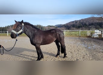 Nórico, Caballo castrado, 6 años, 170 cm, Negro