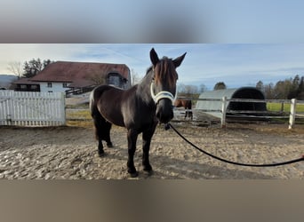 Nórico, Caballo castrado, 6 años, 170 cm, Negro