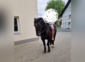 Nórico, Caballo castrado, 6 años, 172 cm, Negro