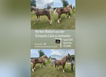 Nórico, Caballo castrado, 6 años, 180 cm, Alazán-tostado