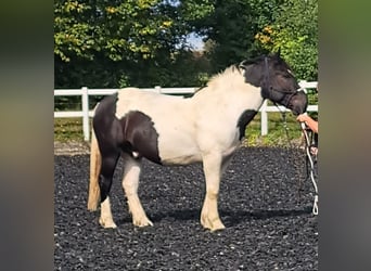 Nórico, Caballo castrado, 7 años, 160 cm, Pío