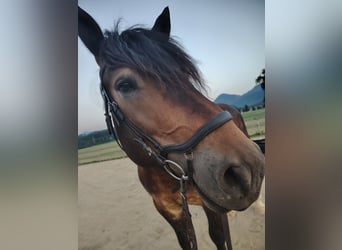 Nórico, Caballo castrado, 7 años, 165 cm, Castaño oscuro