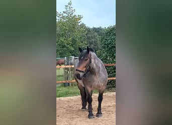 Nórico, Caballo castrado, 7 años, 165 cm, Musgo marrón