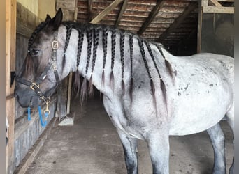 Nórico, Caballo castrado, 7 años, 165 cm, Tordillo negro