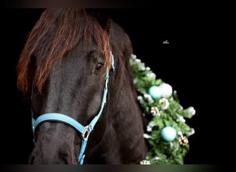 Nórico, Caballo castrado, 7 años, 170 cm, Negro