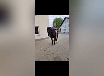 Nórico, Caballo castrado, 7 años, 175 cm