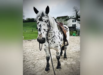 Nórico, Caballo castrado, 8 años, 158 cm, Atigrado/Moteado