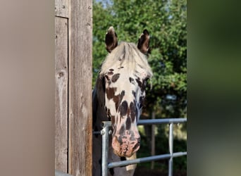 Nórico, Caballo castrado, 8 años, 165 cm, Atigrado/Moteado