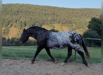 Nórico, Caballo castrado, 8 años, 166 cm, Atigrado/Moteado