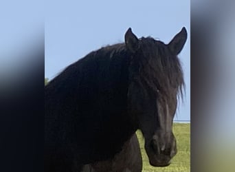 Nórico, Caballo castrado, 8 años, 174 cm, Negro