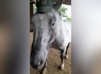 Nórico, Caballo castrado, 8 años, 175 cm, Atigrado/Moteado