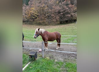 Nórico, Caballo castrado, 8 años, 177 cm, Alazán