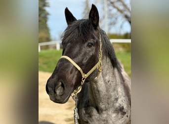 Nórico, Caballo castrado, 8 años