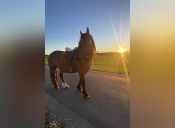 Nórico, Caballo castrado, 8 años, Castaño