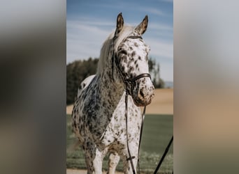 Nórico, Caballo castrado, 9 años, 160 cm, Atigrado/Moteado