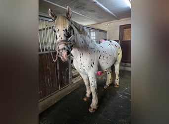 Nórico, Caballo castrado, 9 años, 163 cm, Atigrado/Moteado