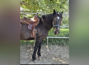 Nórico, Caballo castrado, 9 años, 164 cm
