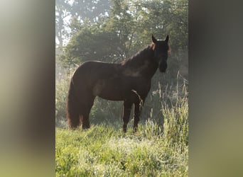 Nórico, Caballo castrado, 9 años, 167 cm, Morcillo