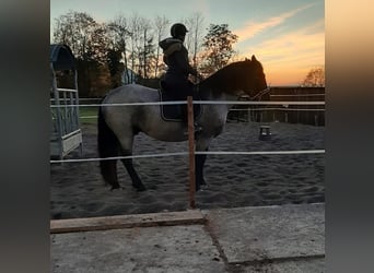 Nórico, Caballo castrado, 9 años, 170 cm, Ruano azulado